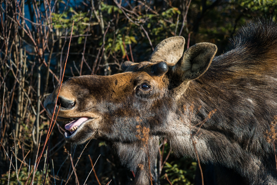 A spring moose on Highway 60 in Algonquin Park