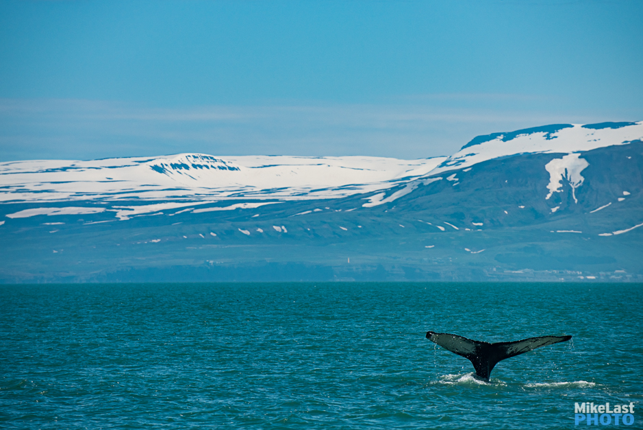 Whale Watching in Húsavík