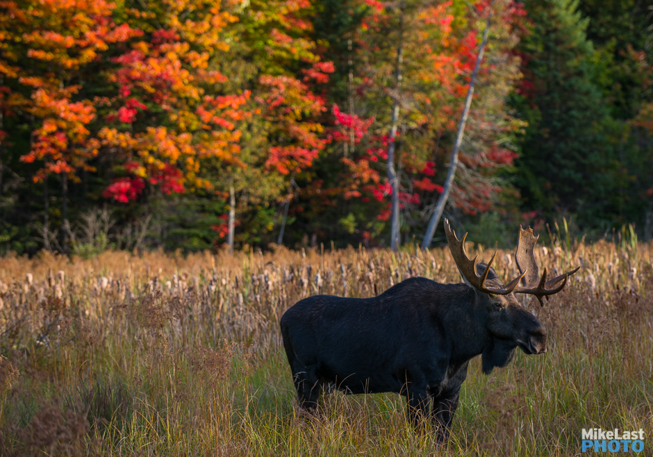 Moose on Highway 60 in Fall, Algonquin Park